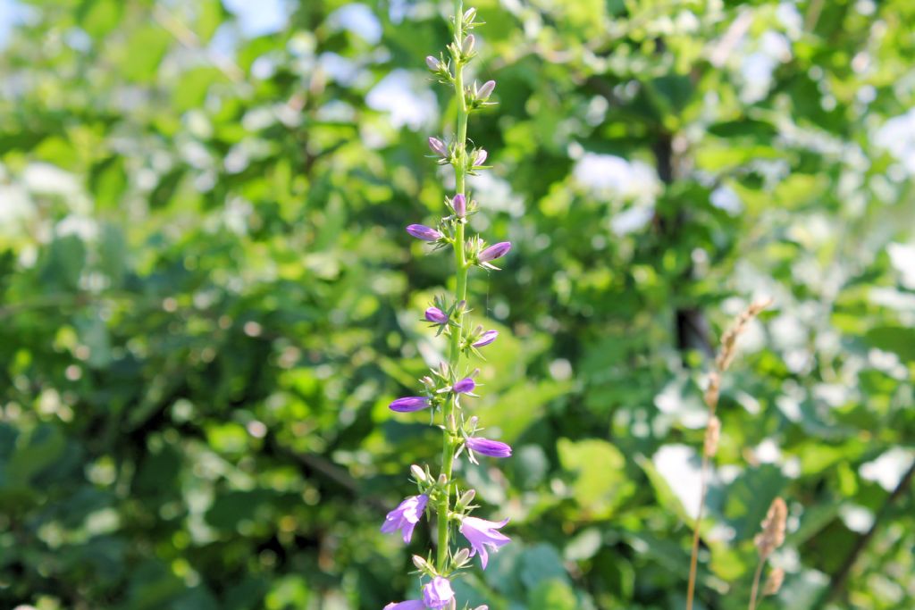 Campanula bononiensis / Campanula bolognese